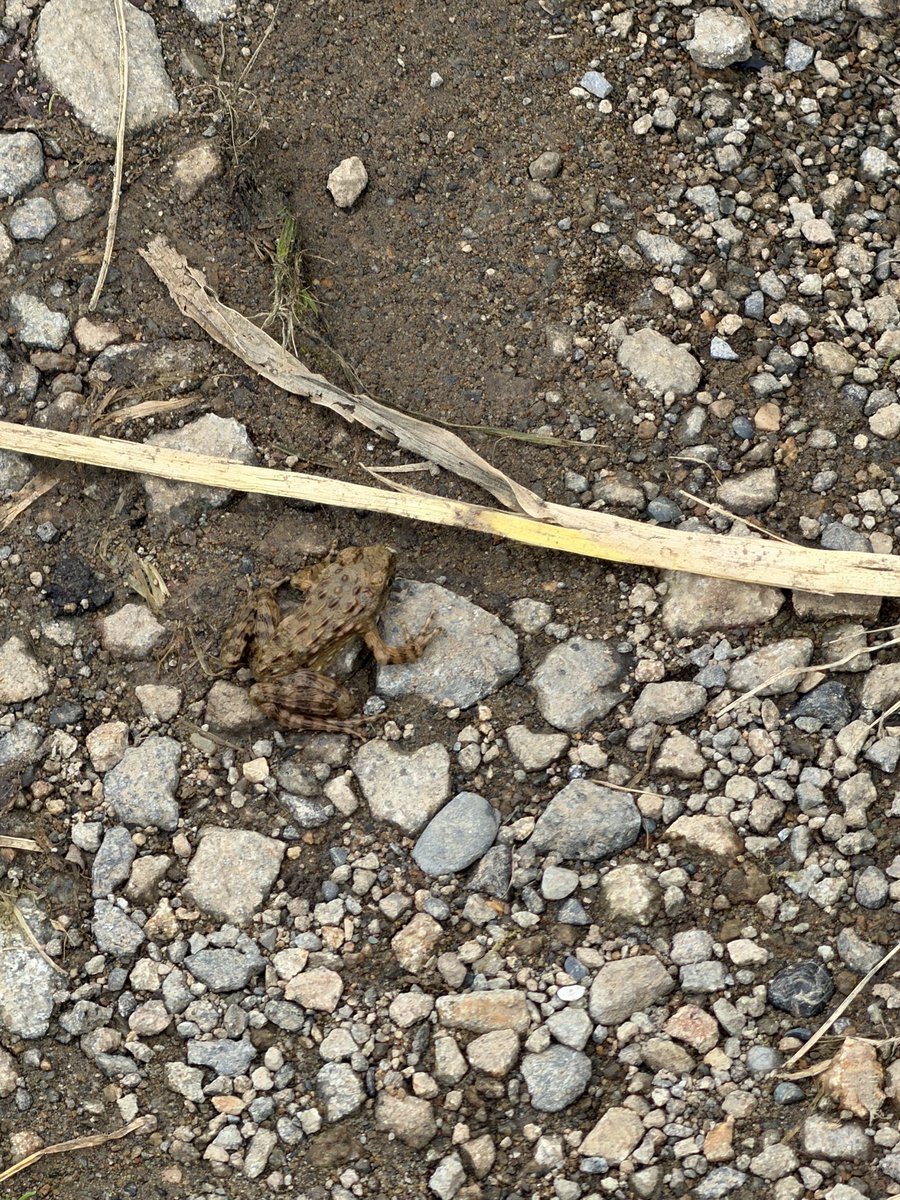 baikada's tweet photo. 9/3 札幌市 644131 #herpthon ヒガシニホンアマガエル、ツチガエル（ツッチーは北海道では国内外来種） https://t.co/AD0I90CPke