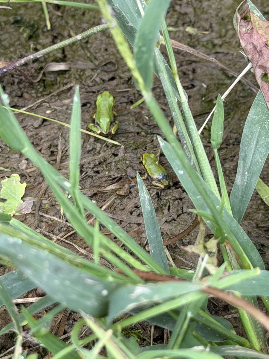baikada's tweet photo. 9/3 札幌市 644131 #herpthon ヒガシニホンアマガエル、ツチガエル（ツッチーは北海道では国内外来種） https://t.co/AD0I90CPke