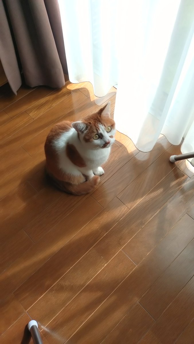 misibaririko's tweet photo. 時々撮れる良い写真。

良いフォルムの姉を見上げる弟と、良いフォルムの姉。 https://t.co/TZ16770kHI