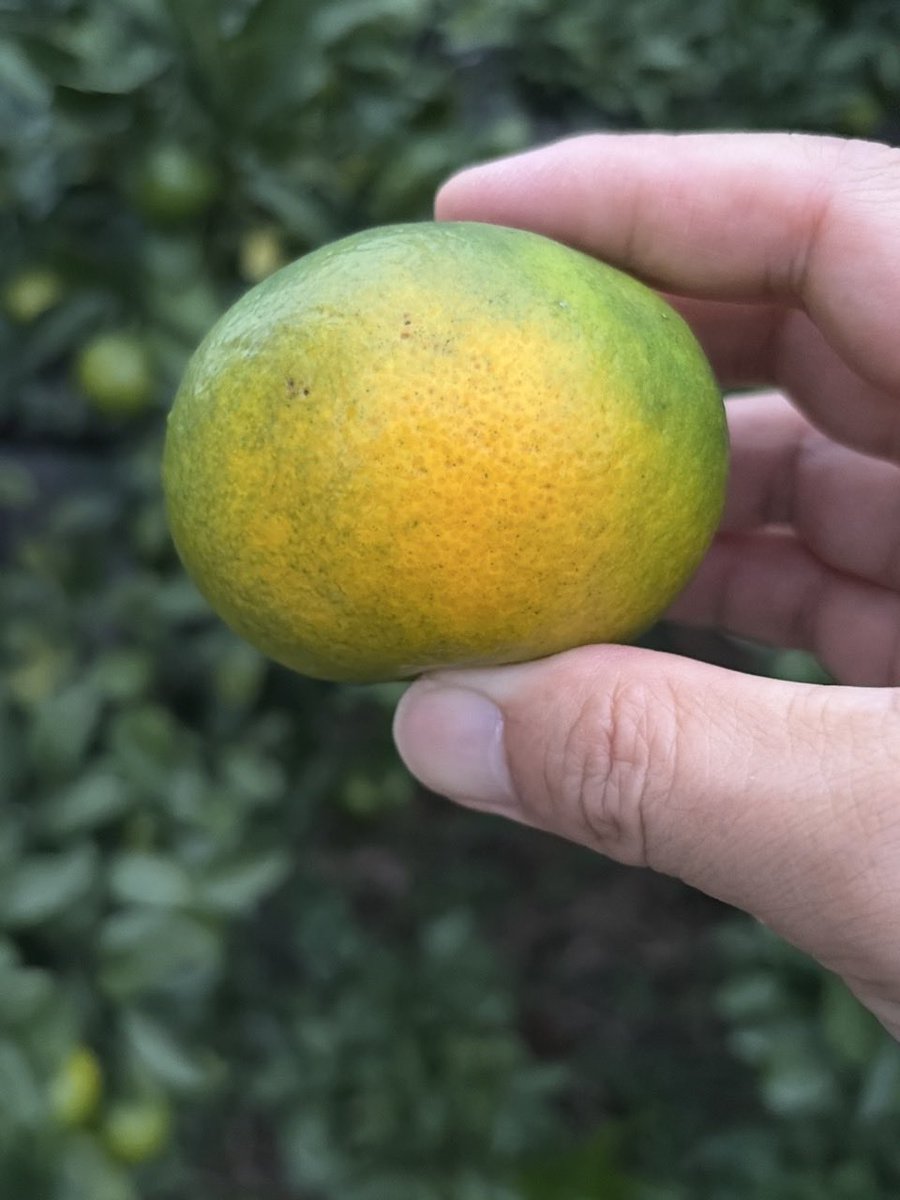 kacchan810's tweet photo. 💡この配合の理由
・ニラ：硫黄成分で土中の線虫・害虫をブロック
・納豆菌：土をフカフカに耕す発酵バリア
・穀物酢：アミノ酸と有機酸で根を活性化
・砂糖：微生物の爆発的なエネルギー源
試食した初物みかんも悪くないポテンシャル。ここからの甘みの変化が本当に楽しみ！
#みかん #カーメン君 https://t.co/8Cjr2Ncxzd