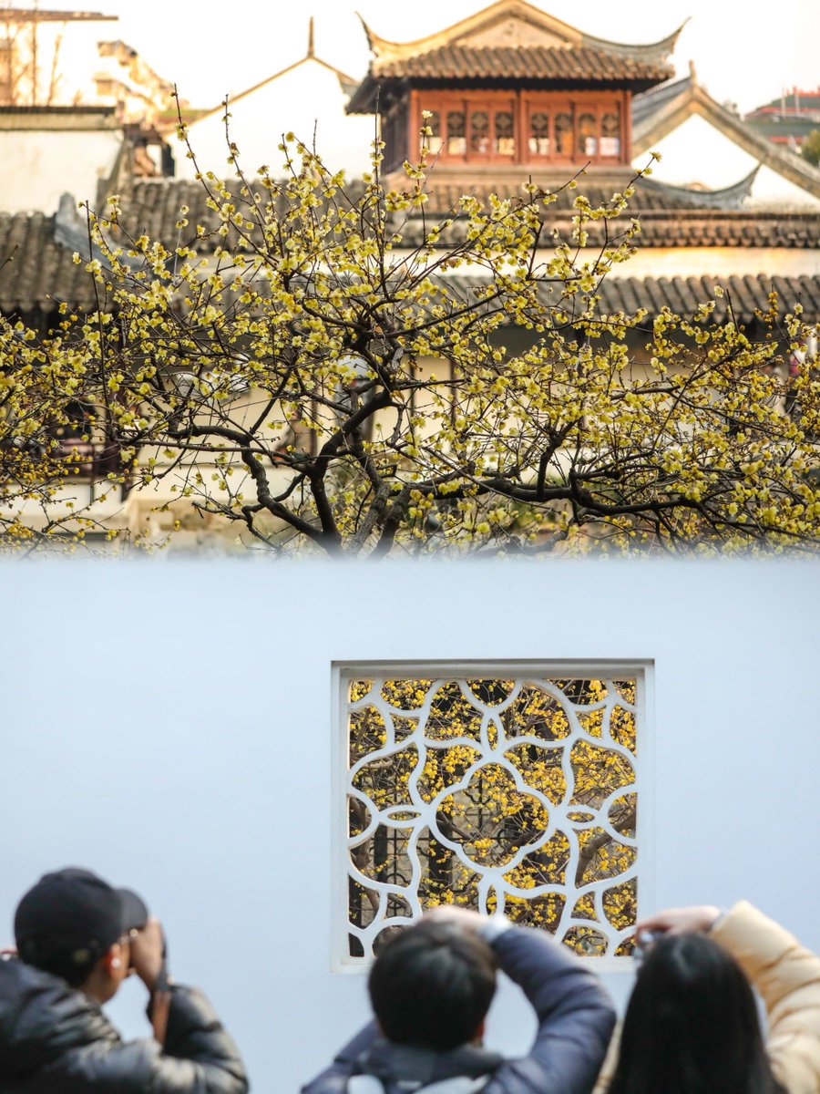 Anggawe81's tweet photo. I got lost in the old alley of Shangshela, and the plum blossoms there made me overjoyed——this is a small surprise in my travel. https://t.co/Wcknsn8Z6N