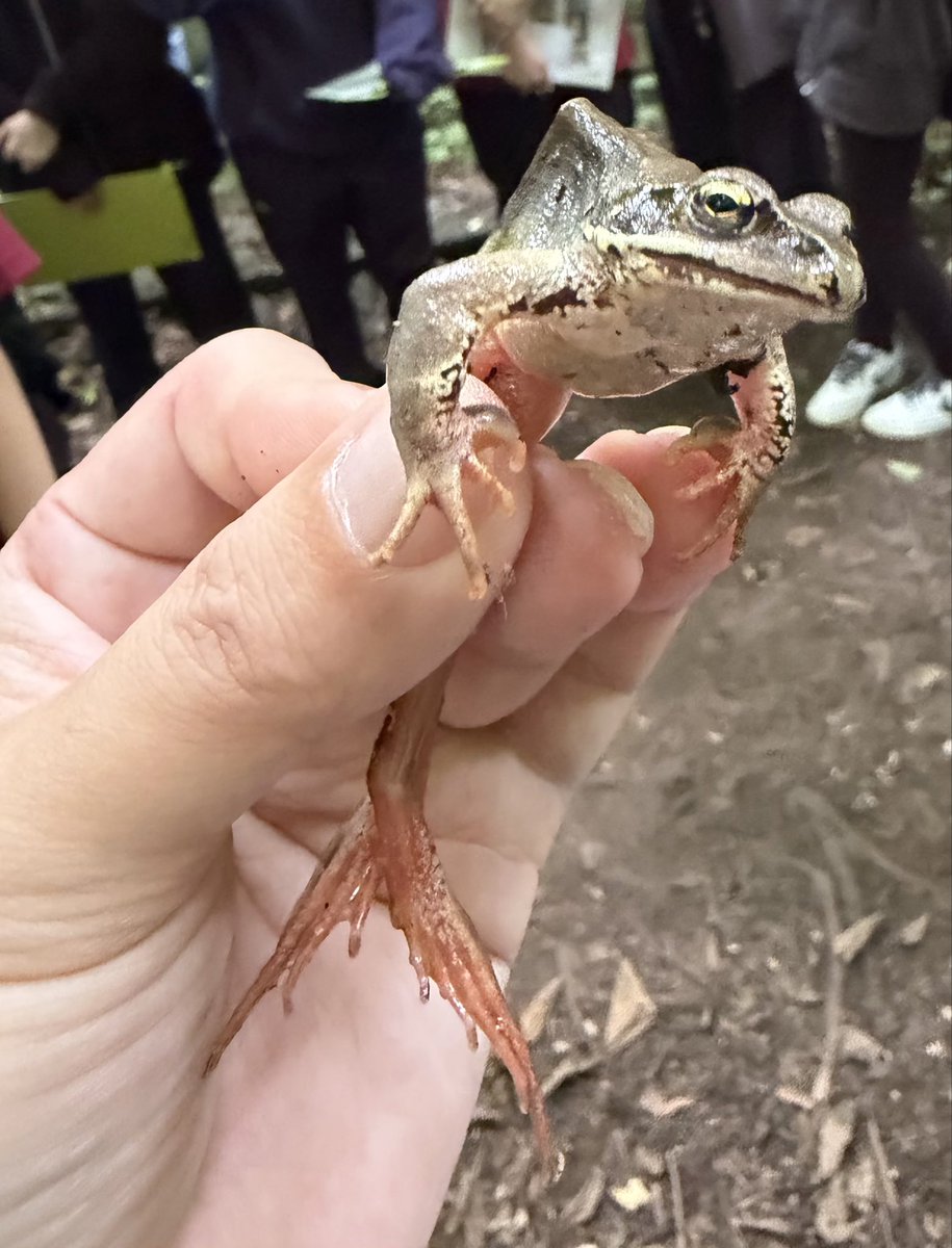 baikada's tweet photo. 9/14 札幌市 644142 #herpthon エゾアカガエル https://t.co/Ay6VrCpQND