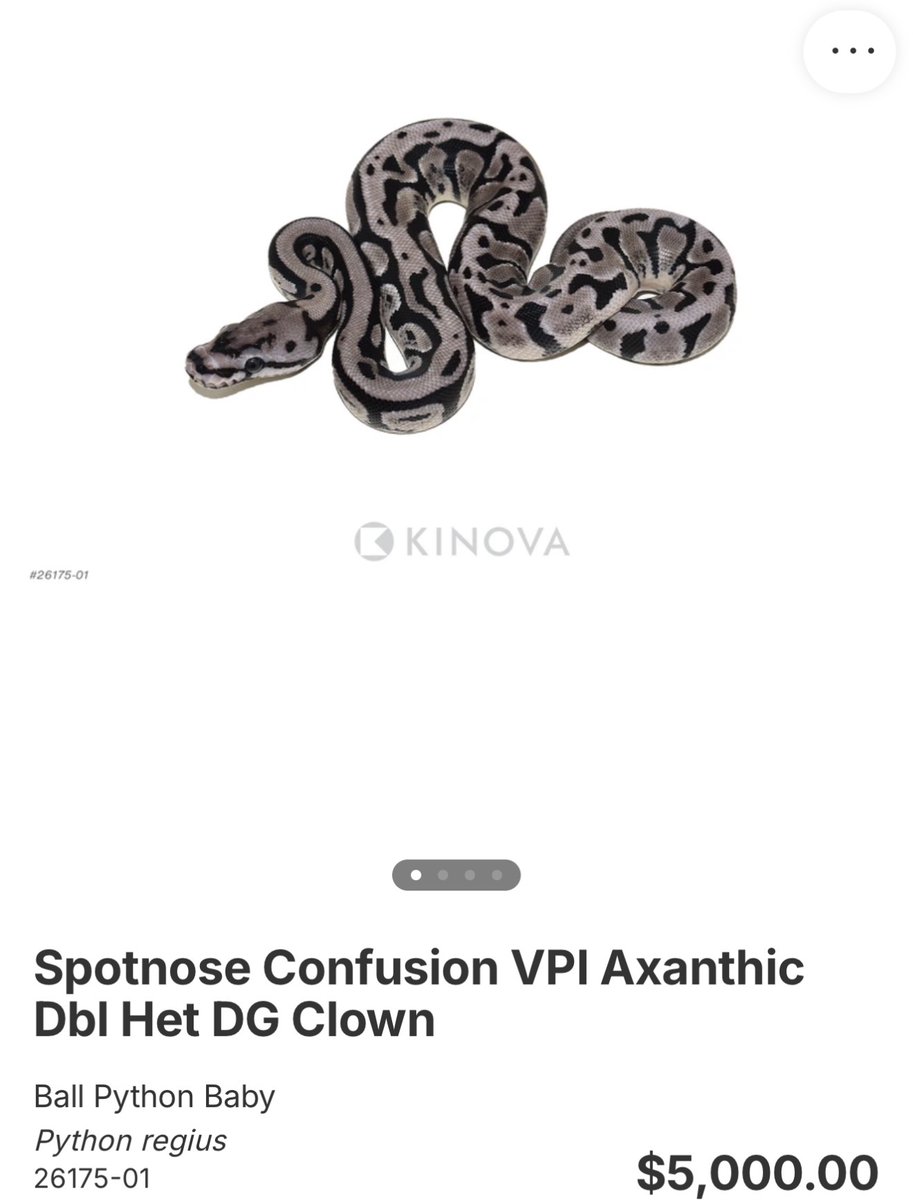 BPimportservice's tweet photo. 【KINOVA】

1.0 Spotnose Confusion VPI Axanthic Dbl Het DG Clown

¥887,943円

個体セレクトのご相談も可能です。
お問い合わせは、公式LINEより承っております。

#KINOVA
#ボールパイソン代行輸入便
#ボールパイソン
#Ballpython
#06shockwave https://t.co/6xewhrpMiq