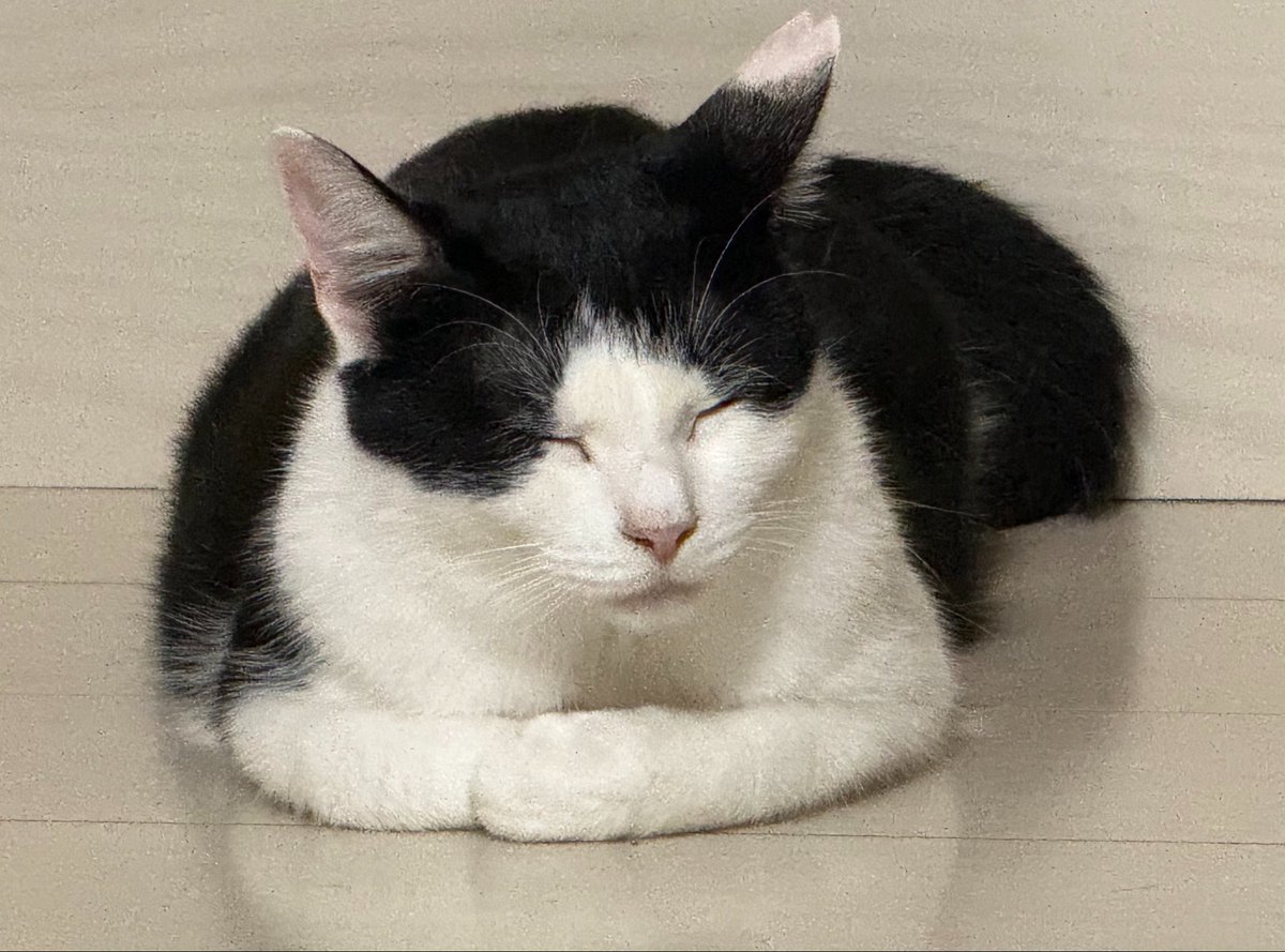 yasuko_sma's tweet photo. 実は千葉に移住して
保護猫9匹飼ってました！ということで

猫紹介‼️

4匹目

⭐️ヘチマ⭐️

年齢不詳
メス

人間苦手😠
てもも遠くから見てるの好き🫶
元野良猫💪

うちにいる子猫4匹のママ🍼

#保護猫
#やす子と9匹 https://t.co/NBHCv8zRQA