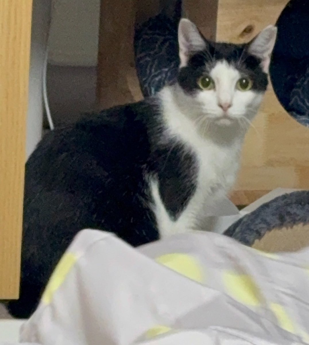 yasuko_sma's tweet photo. 実は千葉に移住して
保護猫9匹飼ってました！ということで

猫紹介‼️

4匹目

⭐️ヘチマ⭐️

年齢不詳
メス

人間苦手😠
てもも遠くから見てるの好き🫶
元野良猫💪

うちにいる子猫4匹のママ🍼

#保護猫
#やす子と9匹 https://t.co/NBHCv8zRQA