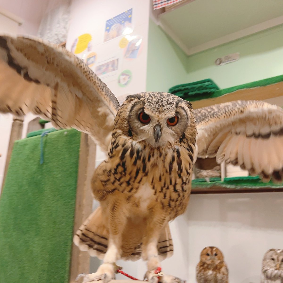 Owlvillage_H's tweet photo. 【🍀原宿店🍀】
～お知らせ～
10月の土日祝日は営業時間が変更になります✨
11:00～19:00
平日より1時間早くご利用いただけます🦉✨
混雑を避けてご利用になりたい方は
是非11:00のご予約をお待ちしております

受付はメールharajuku@owlvillage.jp
もしくは店頭で‼

#可愛い #推しが尊い #owlcafe https://t.co/lu3jY27S70