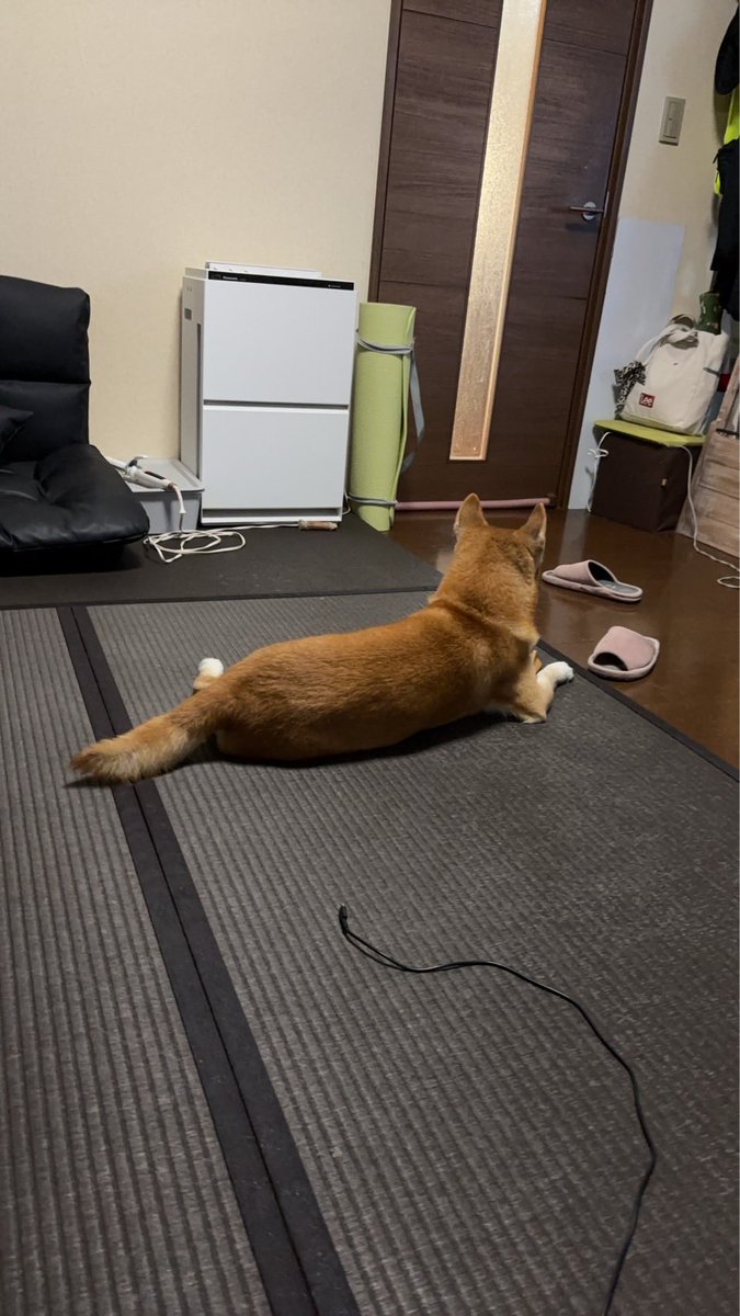kapital555's tweet photo. 2026/09/30

#犬のてんかん
#柴犬
#獅子丸
#日本犬
#shibainu
#shiba
#shiba_snap
#shibalovers
#shibainustagram
#shibaglobal
#shibaken
#shibadog
#気張り柴犬
#気張り犬
#気張り柴
#てんかん持ちワンコ
#てんかん犬 https://t.co/W7QNPbD1Oz