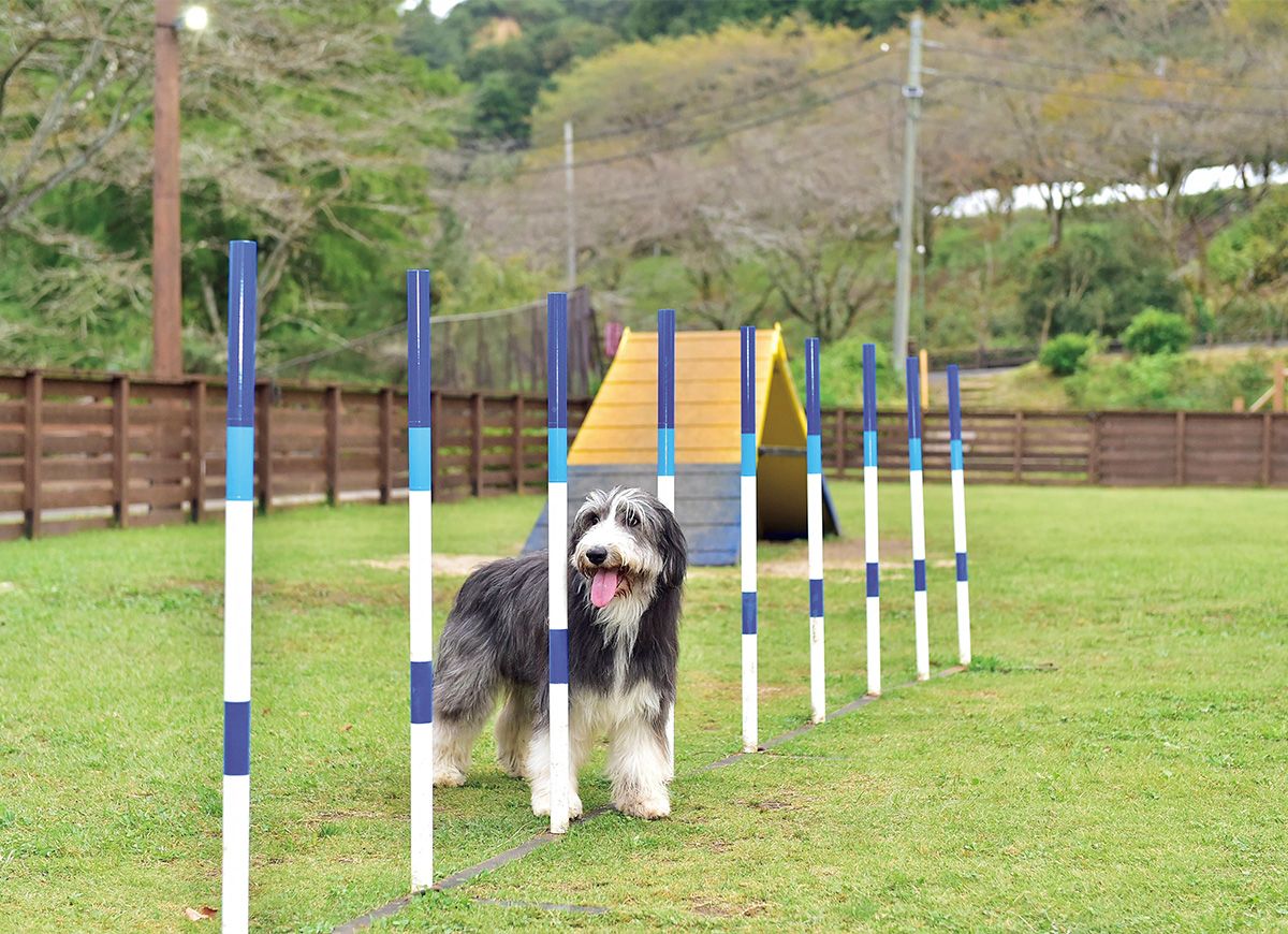 BRUTUS_mag's tweet photo. 【最新号から特別公開】
犬と一緒なら、お出かけはもっと楽しくなる。専門メディアのお薦めスポット16選 
https://t.co/fDWxaRZqiC

BRUTUS最新号「犬と、暮らせば。」は10月1日発売です。 https://t.co/tzYWU83xHV
