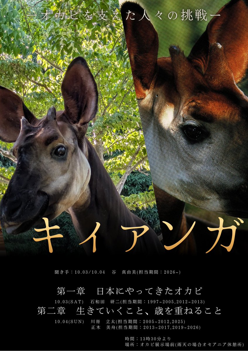 kanazawazoo317's tweet photo. いよいよ今週末に迫った、金沢動物園オカピの日イベント。
今年は雑貨の販売、ワークショップ、ガイドのほかに、歴代キィァンガ担当飼育員のトークイベントも予定しています。ぜひ会場にお越しください！

#okapi #横浜市立金沢動物園 
#金沢動物園 #worldokapiday
#オカピ #世界オカピの日 https://t.co/s7qIfwAPAr