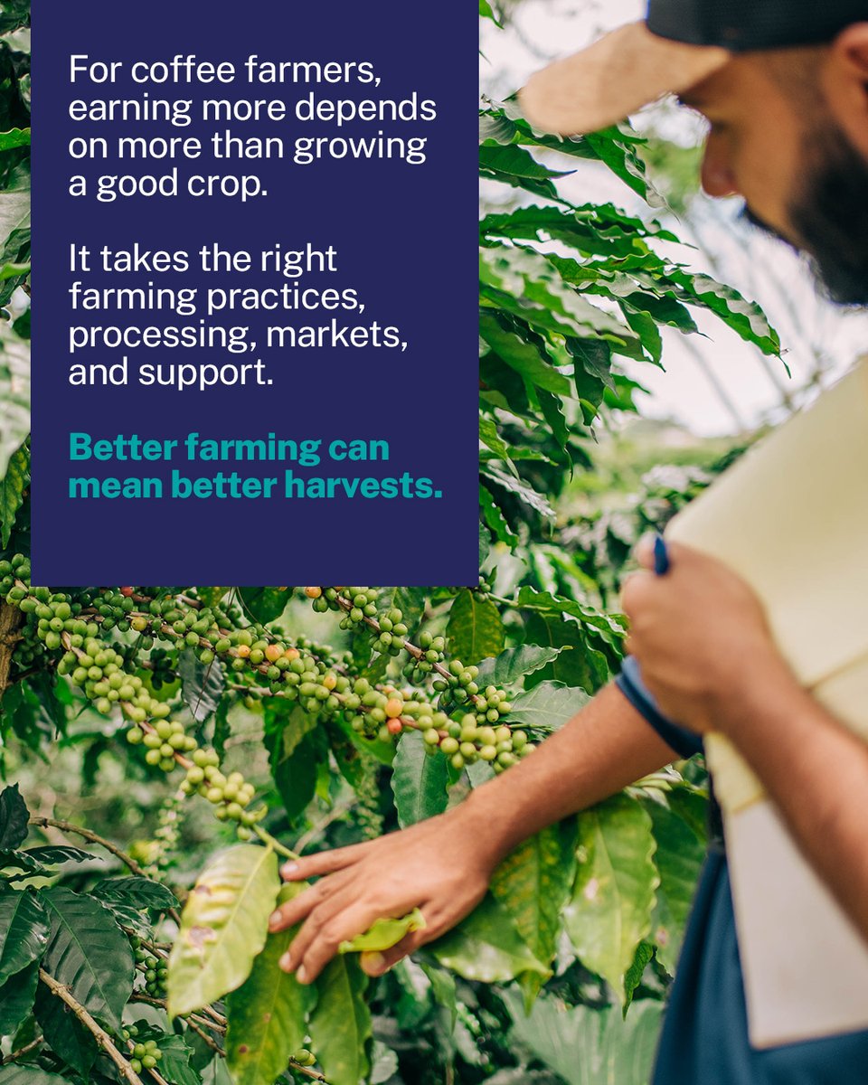 TechnoServe's tweet photo. Great coffee starts long before the first sip.
It starts with training, careful processing, and farmers who actually get paid what their harvest is worth. That's the work. 🌱☕ https://t.co/5Qzo0lGjfp