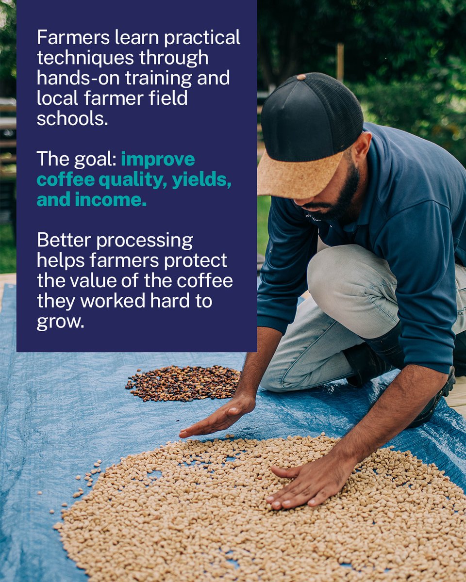 TechnoServe's tweet photo. Great coffee starts long before the first sip.
It starts with training, careful processing, and farmers who actually get paid what their harvest is worth. That's the work. 🌱☕ https://t.co/5Qzo0lGjfp