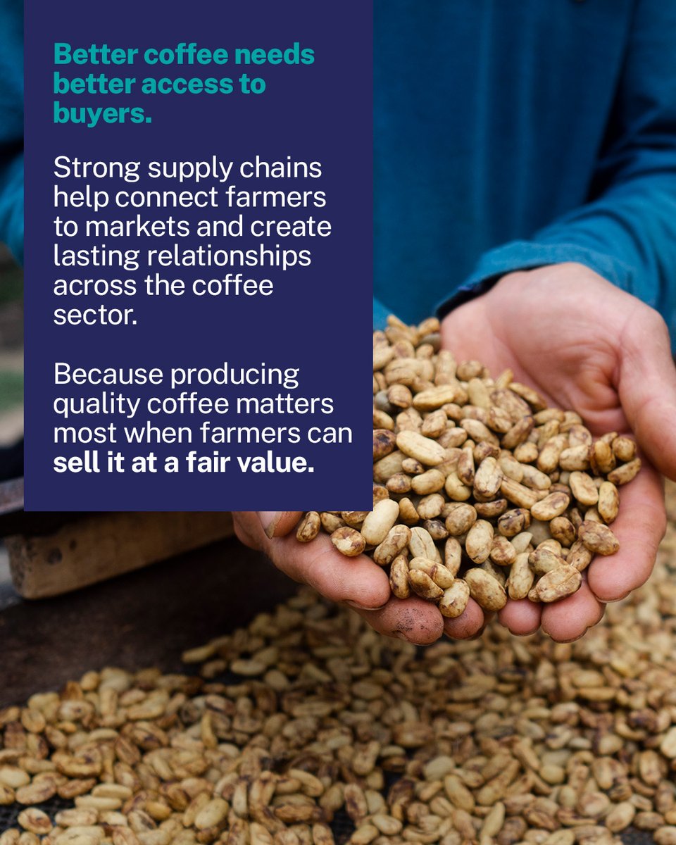 TechnoServe's tweet photo. Great coffee starts long before the first sip.
It starts with training, careful processing, and farmers who actually get paid what their harvest is worth. That's the work. 🌱☕ https://t.co/5Qzo0lGjfp