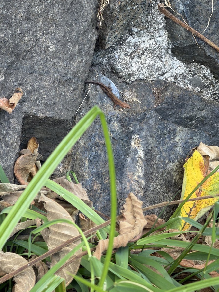 baikada's tweet photo. 9/21 札幌市 644142 ニホンカナヘビ #herpthon https://t.co/TgcaGZUMZb