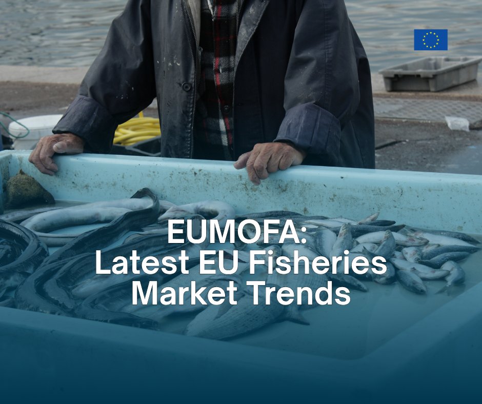 EU_MARE's tweet photo. New #EUMOFA Monthly Highlights is out.

EU fisheries first-sale volumes fell 15% from Jan-May 2026 compared with a year earlier, while value fell 5%.
Also inside: marine fuel prices, consumption trends, EU mussel production and aquaculture in Indonesia 👇
https://t.co/KCUxN2zjRj https://t.co/HiPVkGqV4E