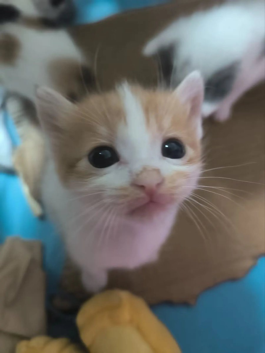 catsloversclubx's tweet photo. “Please hold me. I have very small legs.” 😭 https://t.co/E5rLRfaGjG