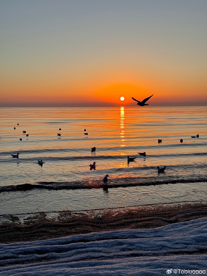 6c696_380's tweet photo. At the beach, the warm sun lingers, the gentle ocean breeze carries the fresh air, and the brave seagulls dance freely. https://t.co/EwLf1T4rTP