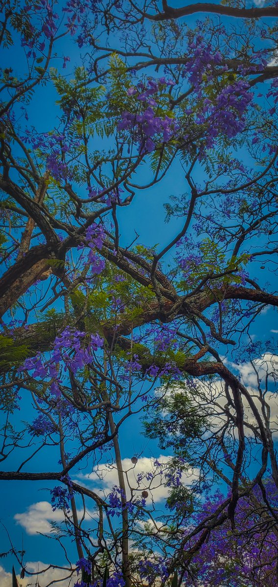 Sun_Chaser_KE's tweet photo. outside enjoying the little things
Jacaranda propaganda🪻💜 https://t.co/yqlVEwjkSV
