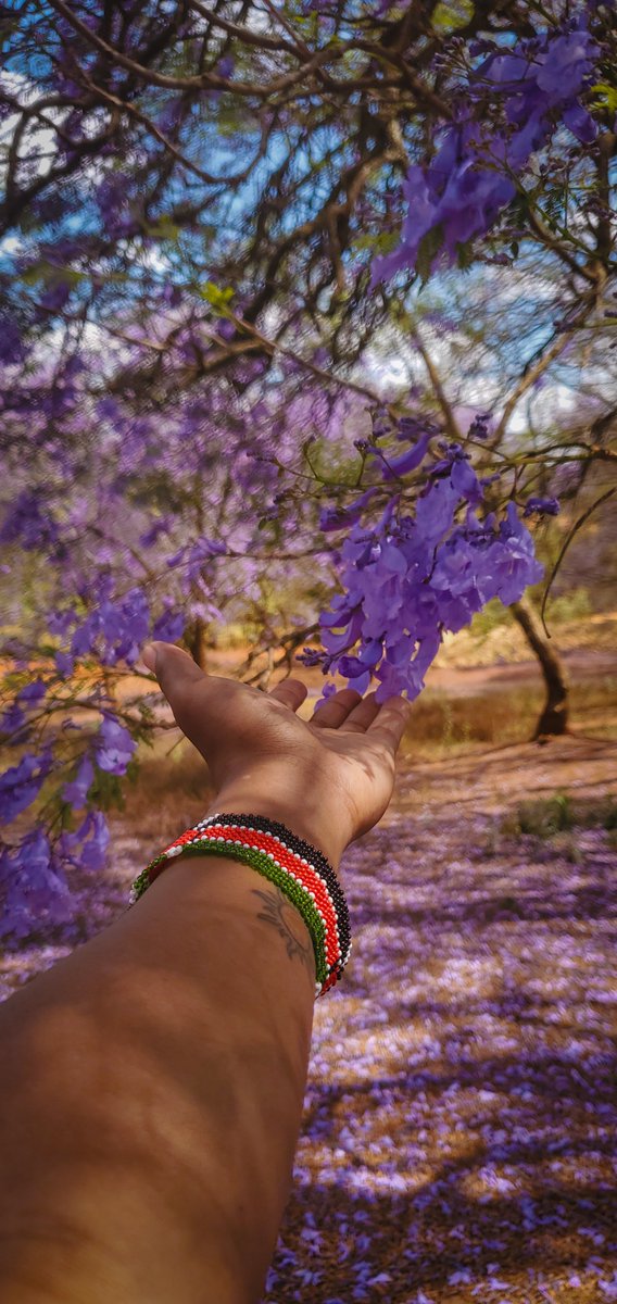 Sun_Chaser_KE's tweet photo. outside enjoying the little things
Jacaranda propaganda🪻💜 https://t.co/yqlVEwjkSV