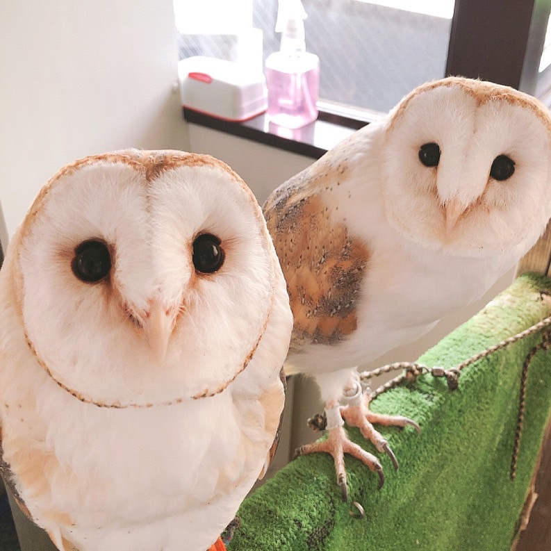 Owlvillage_H's tweet photo. 【🍀原宿店🍀】
～お知らせ～
10月の土日祝日は営業時間が変更になります✨
11:00～19:00
平日より1時間早くご利用いただけます🦉✨
混雑を避けてご利用になりたい方は
是非11:00のご予約をお待ちしております

受付はメールharajuku@owlvillage.jp
もしくは店頭で‼

#可愛い #推しが尊い #owlcafe https://t.co/lu3jY27S70