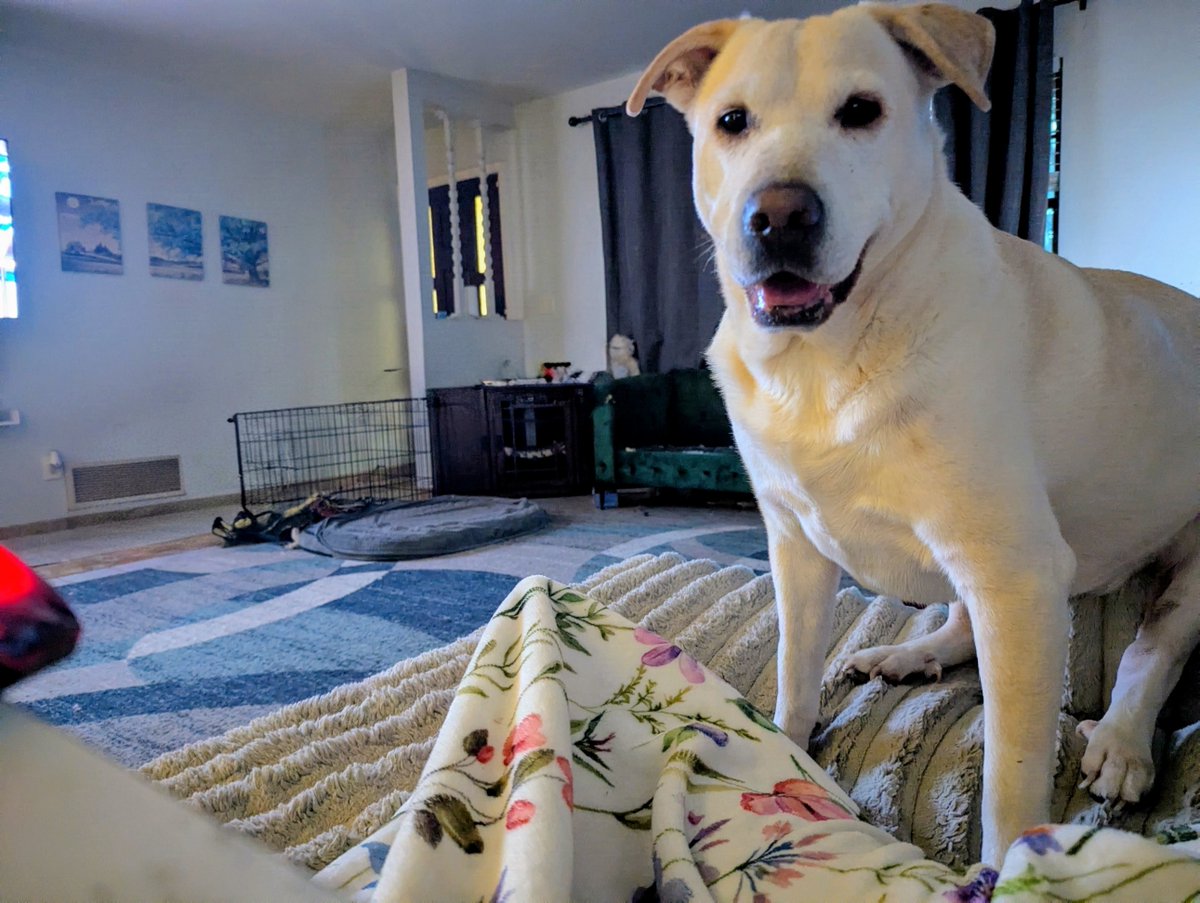 DogsRAngels1 tweet picture