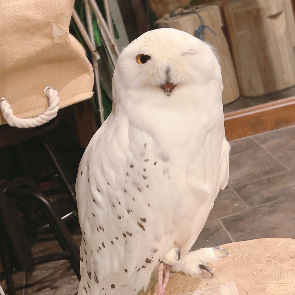 Owlvillage_H's tweet photo. 【🍀原宿店🍀】
～お知らせ～
10月の土日祝日は営業時間が変更になります✨
11:00～19:00
平日より1時間早くご利用いただけます🦉✨
混雑を避けてご利用になりたい方は
是非11:00のご予約をお待ちしております

受付はメールharajuku@owlvillage.jp
もしくは店頭で‼

#可愛い #推しが尊い #owlcafe https://t.co/lu3jY27S70