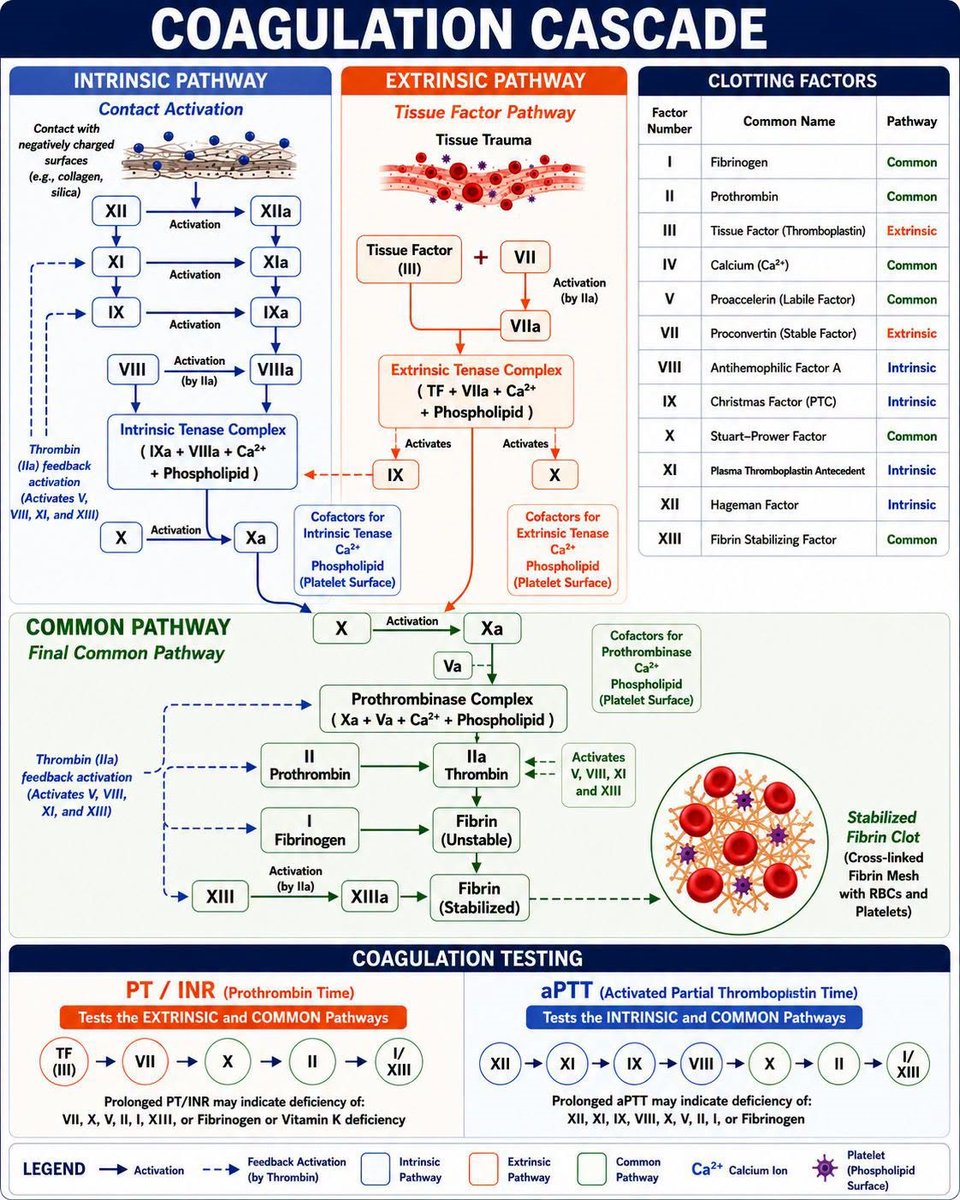 ManualOMedicine's tweet photo. Coagulation Cascade

#medtwitter #foamed #usmle https://t.co/AgBPXMy2nf