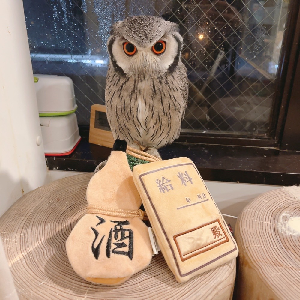 Owlvillage_H's tweet photo. 【🍀原宿店🍀】
～お知らせ～
10月の土日祝日は営業時間が変更になります✨
11:00～19:00
平日より1時間早くご利用いただけます🦉✨
混雑を避けてご利用になりたい方は
是非11:00のご予約をお待ちしております

受付はメールharajuku@owlvillage.jp
もしくは店頭で‼

#可愛い #推しが尊い #owlcafe https://t.co/lu3jY27S70