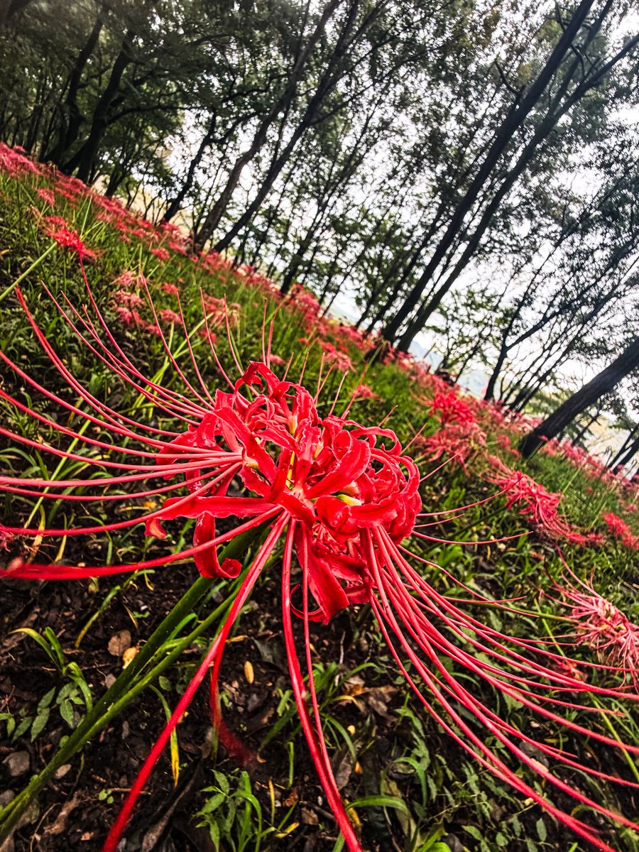 piramochan's tweet photo. 見頃過ぎの曼珠沙華を見てきた。嗚呼綺麗だ、と思ったのも束の間、スマホを取りだしこの目に映る景色を如何に美しくそのままに、その一輪が魅せる表情を残量不足のストレージに閉じ込めるべく一眼レフを構えている猛者達を横目に対抗しようと言うのだ。些かここは撮り手の技術を問う試験場ようであった https://t.co/19MM5KayT9