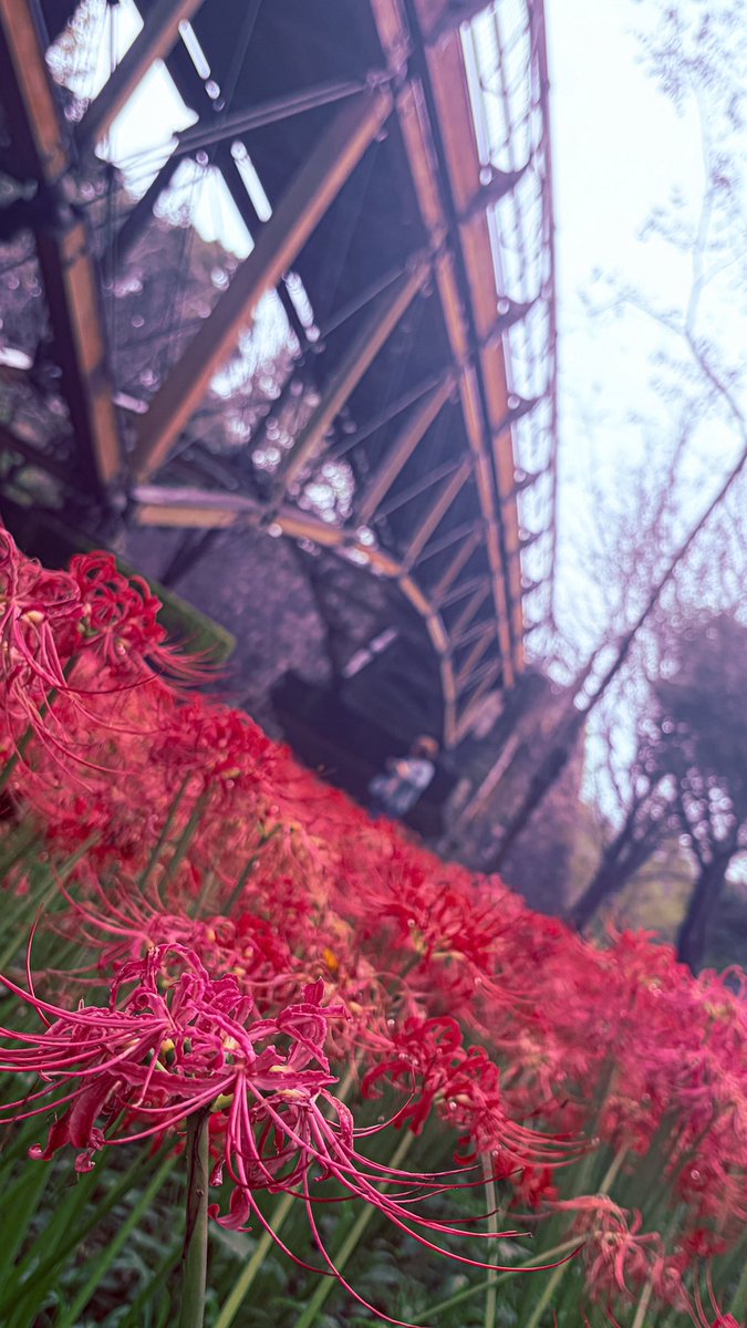 piramochan's tweet photo. 見頃過ぎの曼珠沙華を見てきた。嗚呼綺麗だ、と思ったのも束の間、スマホを取りだしこの目に映る景色を如何に美しくそのままに、その一輪が魅せる表情を残量不足のストレージに閉じ込めるべく一眼レフを構えている猛者達を横目に対抗しようと言うのだ。些かここは撮り手の技術を問う試験場ようであった https://t.co/19MM5KayT9