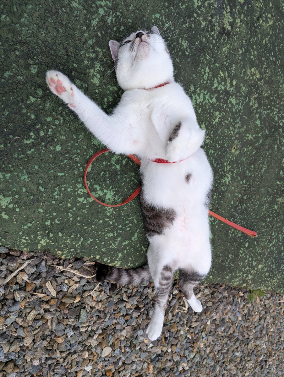 5norakun's tweet photo. 昨日午後、やっと雨が上がり
4日ぶりの散歩のﾅﾅさん
しっぽブンブン😄
＃保護猫　＃猫のいる暮らし　＃猫散歩 https://t.co/T2Tk8zOa0v