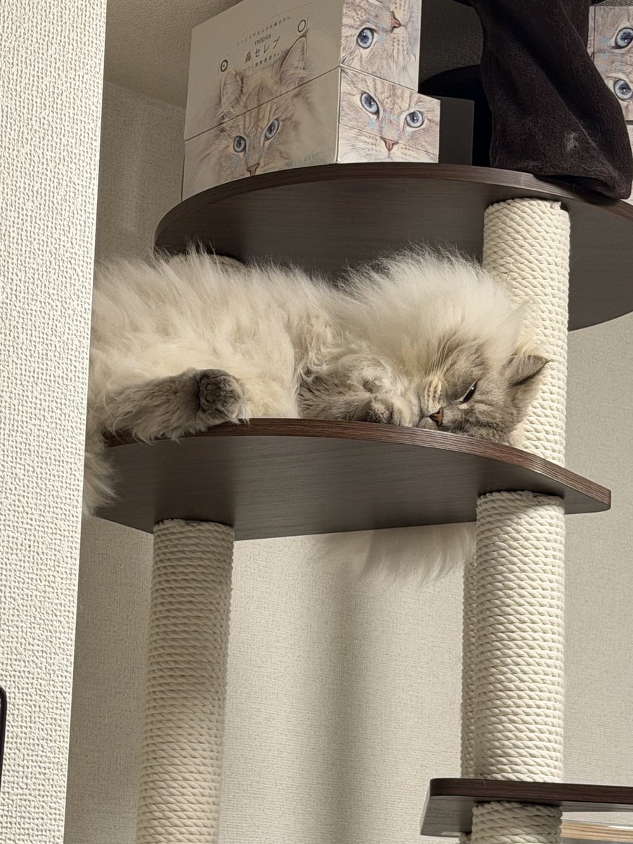 neko11eleven's tweet photo. 昨日寝てたらここから落ちそうになったのか、
なんかいれぶんが慌ててる感じの音したなと思ったら爪とぎに抱きついてた https://t.co/33UpCHlWsu