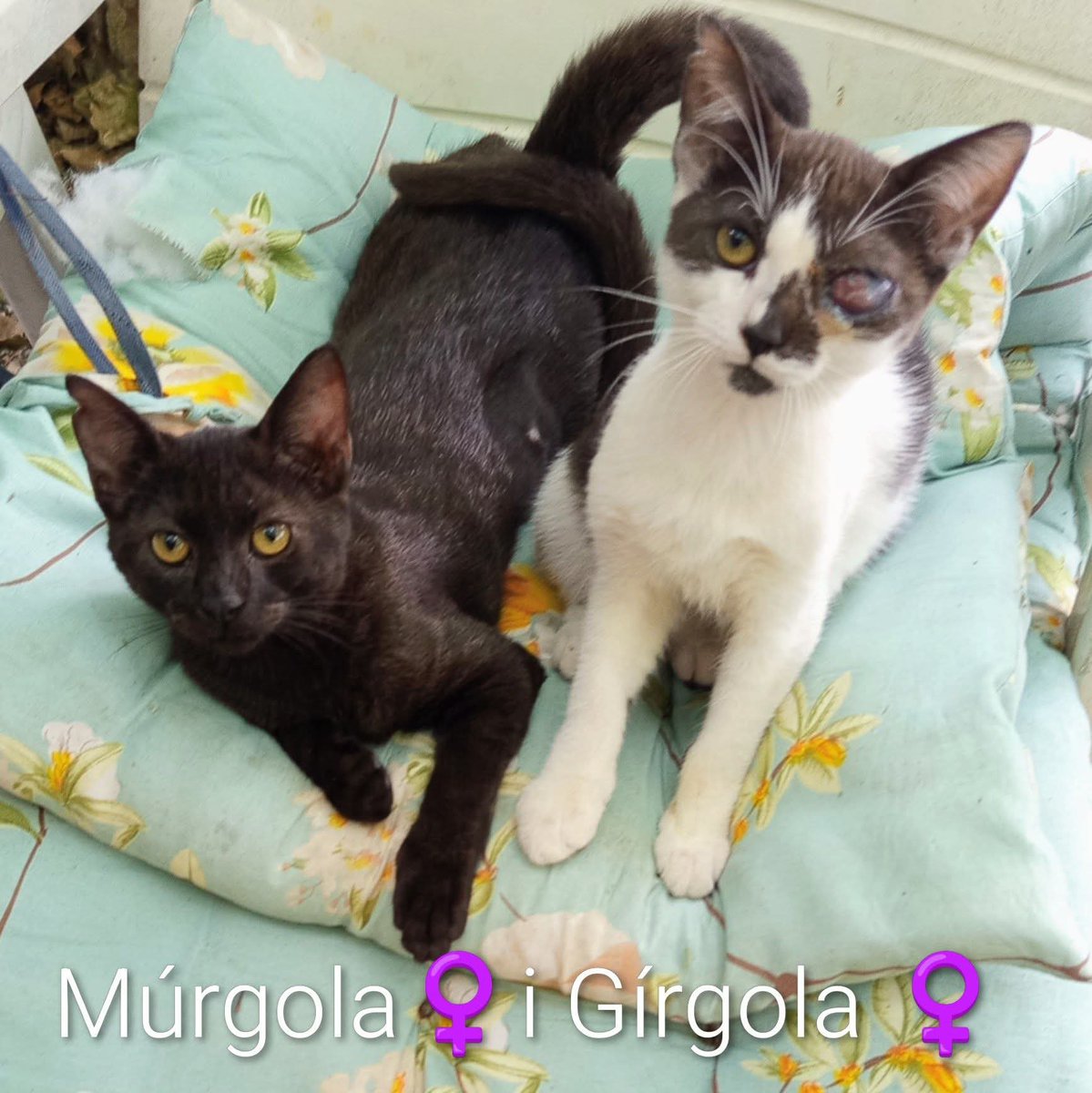 SilmarG3's tweet photo. 📣 EN ADOPCIÓ ‼️
📌 Múrgola♀️ i Gírgola♀️, quatre mesos i mig.
📌 Més informació 699 86 17 98
(només missatges de WhatsApp)
Associació Defensa dels Animals de Vilamajor.
#adopta #adopcioresponsable #adoptanocompris #gatsvilamajor #associaciogats #gats #gatos #adoptanocompres https://t.co/rJoDgK10to
