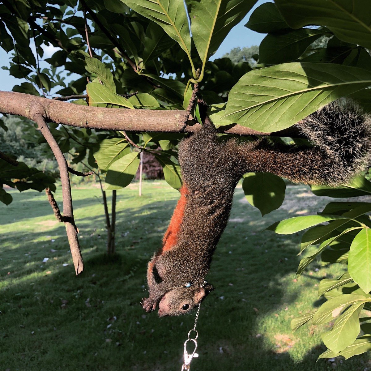 Chico1701's tweet photo. A tiny squirrel with a "sorry" note in its paws sits by a withered date palm tree.， https://t.co/8gfYAzxbZj