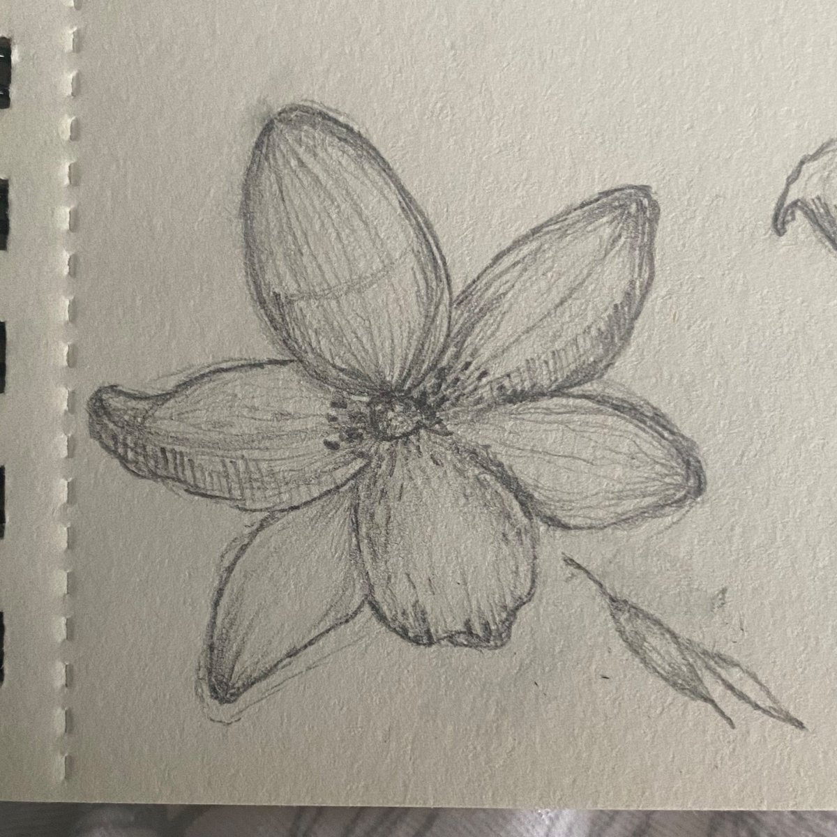 dovekuna's tweet photo. i want to get good at sketching pretty flowers !! https://t.co/Iw5ZUSZzie