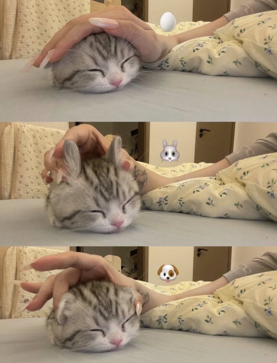 KittiesVids's tweet photo. https://t.co/ARhsTl7O9s