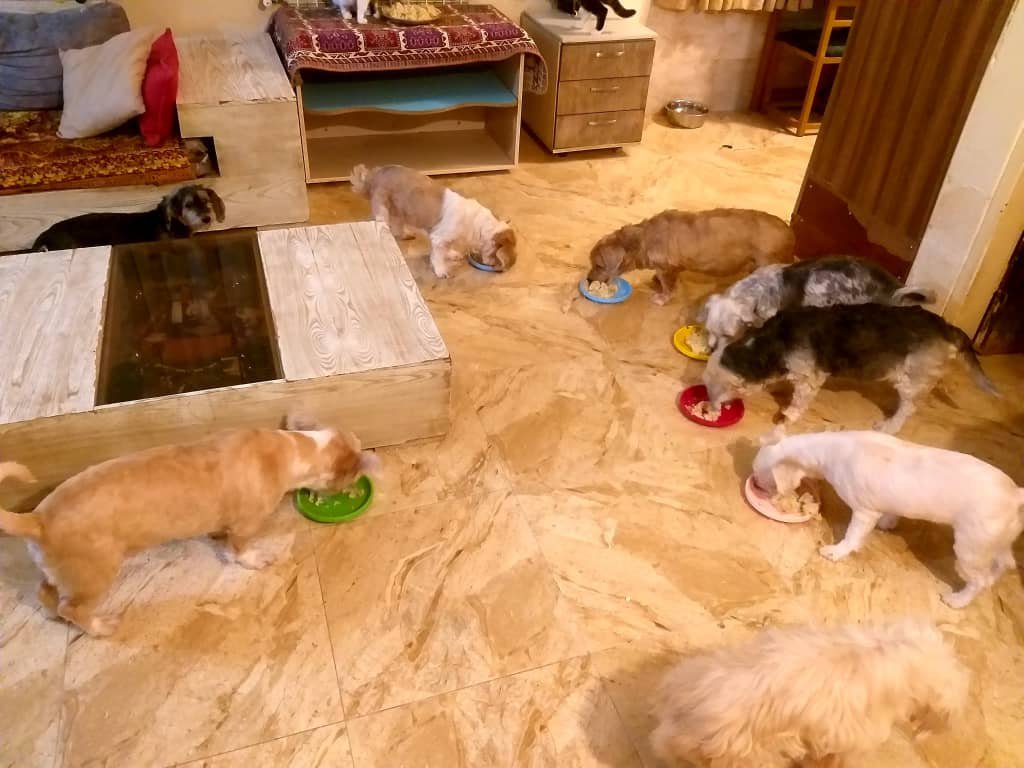 behesht_shirin's tweet photo. قانون نانوشته‌ی سفره‌ی #بهشت_شیرین 
اول هاپوهارو سیر می‌کنم که خیالم راحت باشه و موقع غذا خوردن دعوایی پیش نیاد،
بعد نوبت گربه‌هاست؛ چون اینا حتی وقتی سیرن هم فکر می‌کنن غذای بغل‌دستی ��وشمزه‌تره! 😂😭
این سفره هر روز باید پهن بشه… https://t.co/T1xBua1HOO