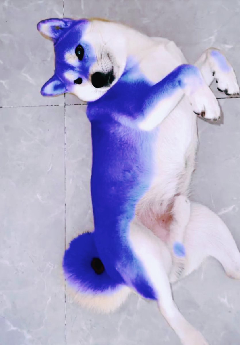 prex_e6d23's tweet photo. Just got a cute and clean pet! No mess at all, so relaxed. https://t.co/CoGULeKH9G