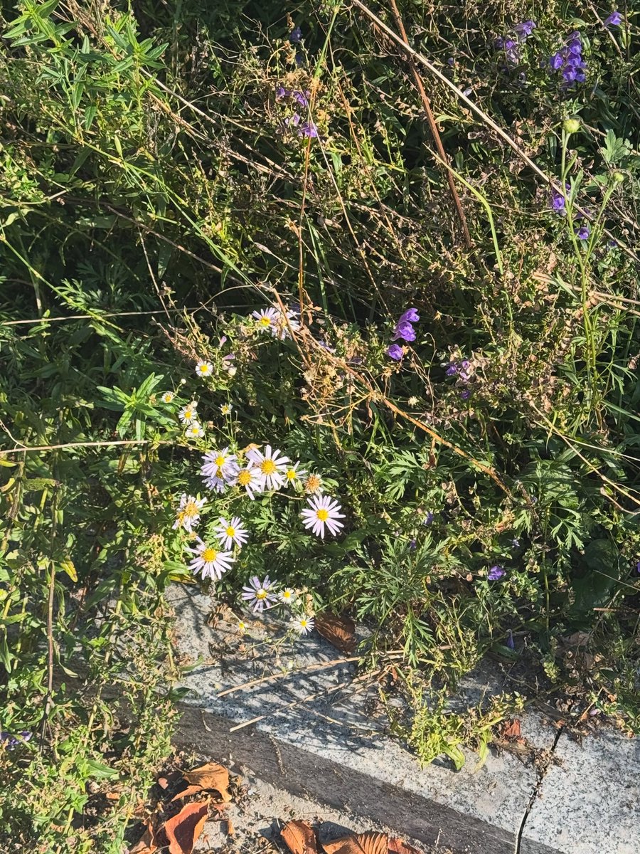 swanspetals's tweet photo. I'm ending September with a grateful heart 🌞 https://t.co/7iZfzB6Au1