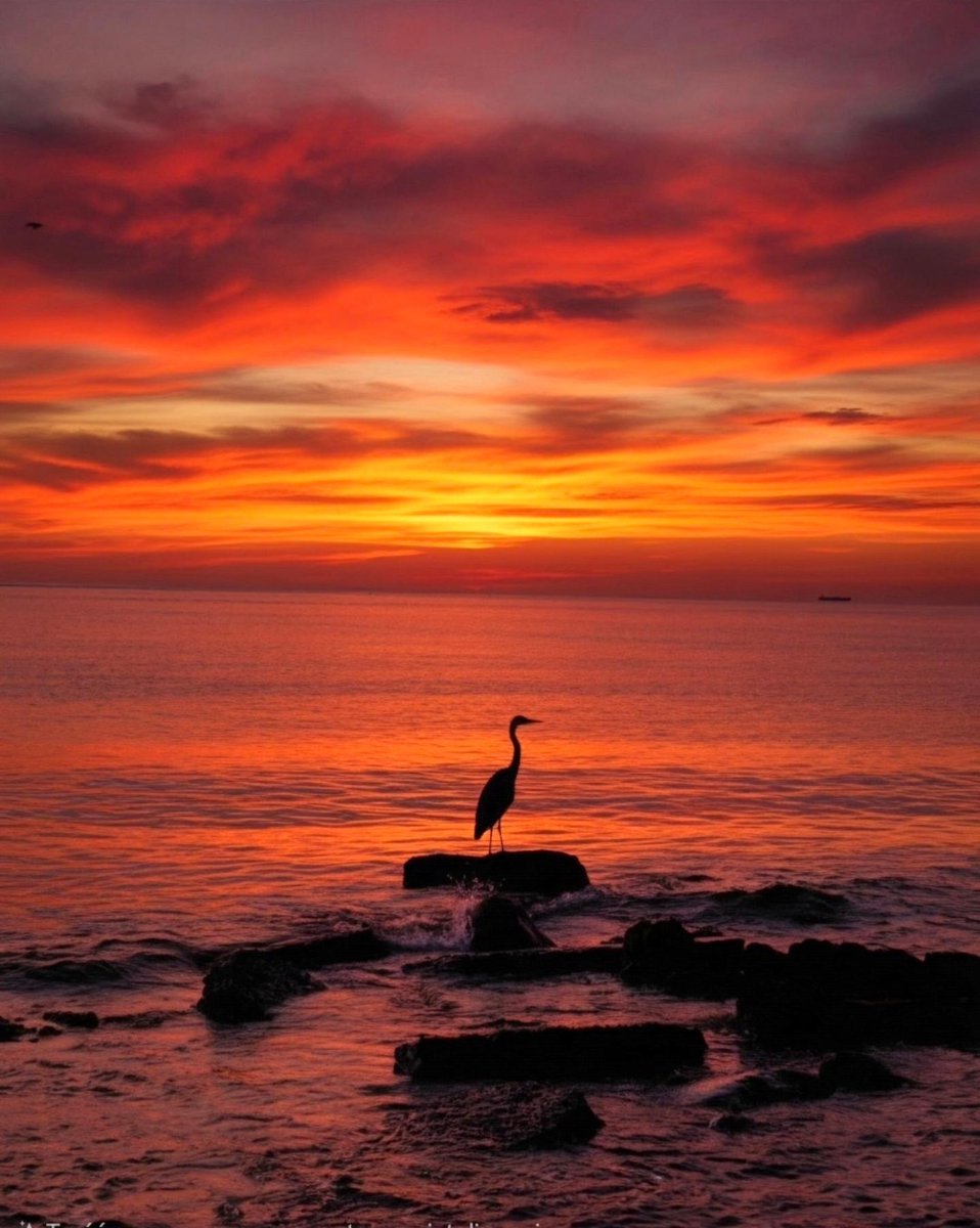 violetrobitgun's tweet photo. An incredible morning by the Polish sea—the sky was ablaze, and a flock of herons appeared on the horizon, flying toward the port. A rare sight in Gdynia; one of them seemed to take a break mid-flight. https://t.co/71eZd9BAwp