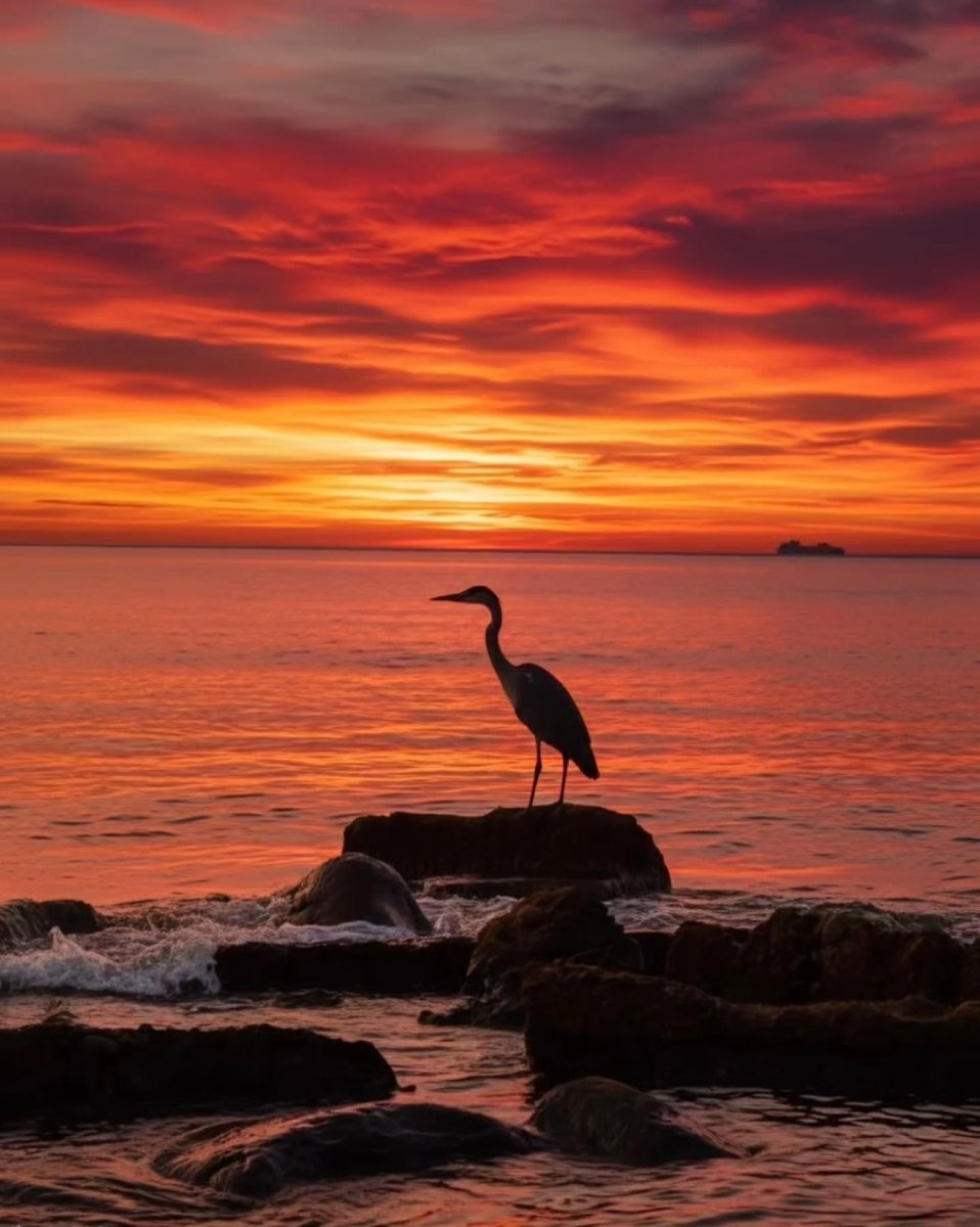 violetrobitgun's tweet photo. An incredible morning by the Polish sea—the sky was ablaze, and a flock of herons appeared on the horizon, flying toward the port. A rare sight in Gdynia; one of them seemed to take a break mid-flight. https://t.co/71eZd9BAwp