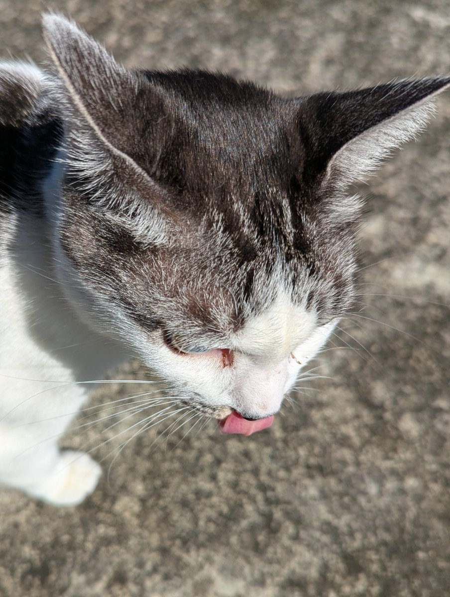 5norakun's tweet photo. 今日は朝からﾋﾟｰｶﾝ
雲一つない青空
思わずﾅﾅさんお鼻をﾍﾟﾛﾘ😆
＃保護猫　＃猫のいる暮らし　＃猫散歩 https://t.co/DxhkZ4UbDP