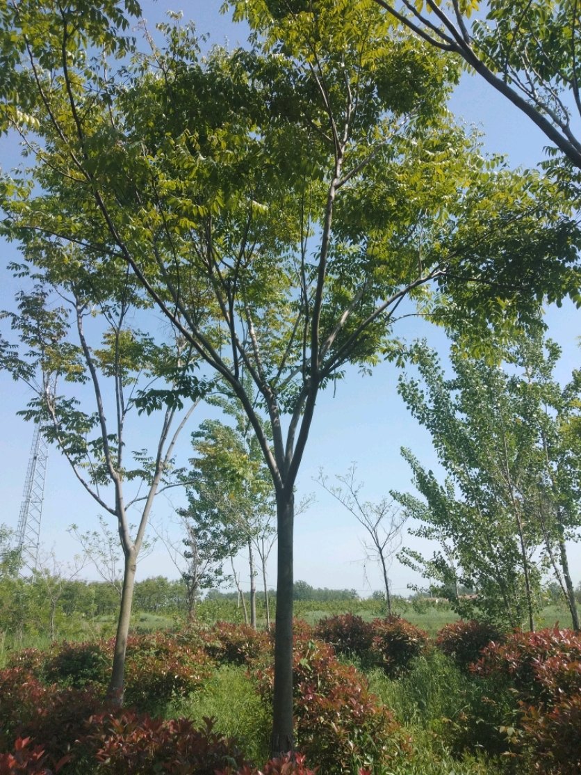 erl6dee9540's tweet photo. This neighbor's leaf got knocked into a nearby bush, now there's a tiny fresh green bud appearing on the fence edge. https://t.co/j8kKwZuarQ