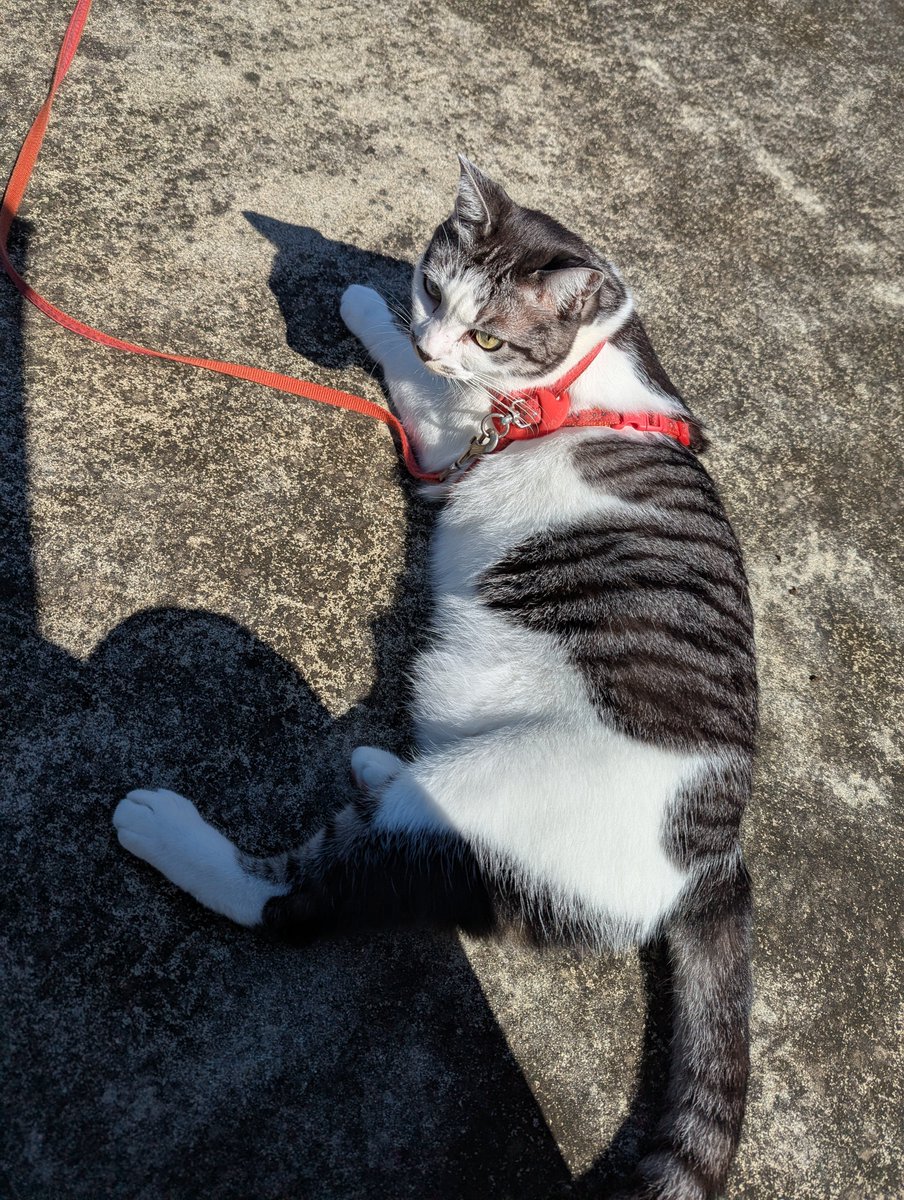 5norakun's tweet photo. 今日は朝からﾋﾟｰｶﾝ
雲一つない青空
思わずﾅﾅさんお鼻をﾍﾟﾛﾘ😆
＃保護猫　＃猫のいる暮らし　＃猫散歩 https://t.co/DxhkZ4UbDP