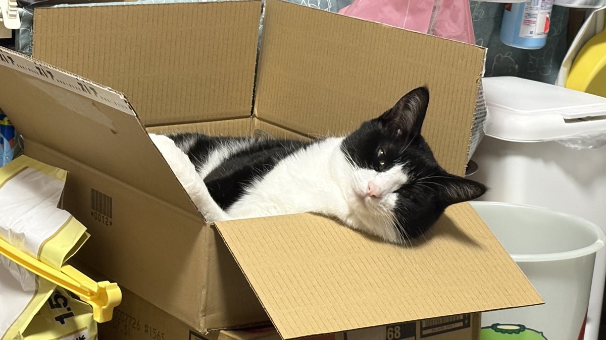 10_choco07's tweet photo. ダンボール気に入ってるw

これからもっとダンボール届くぞーっ

嵐グッズが11月と12月とニャン��先生のペッドドーム戻とくからダンボールいっぱい(  '-' ) https://t.co/cPC4P16K0f