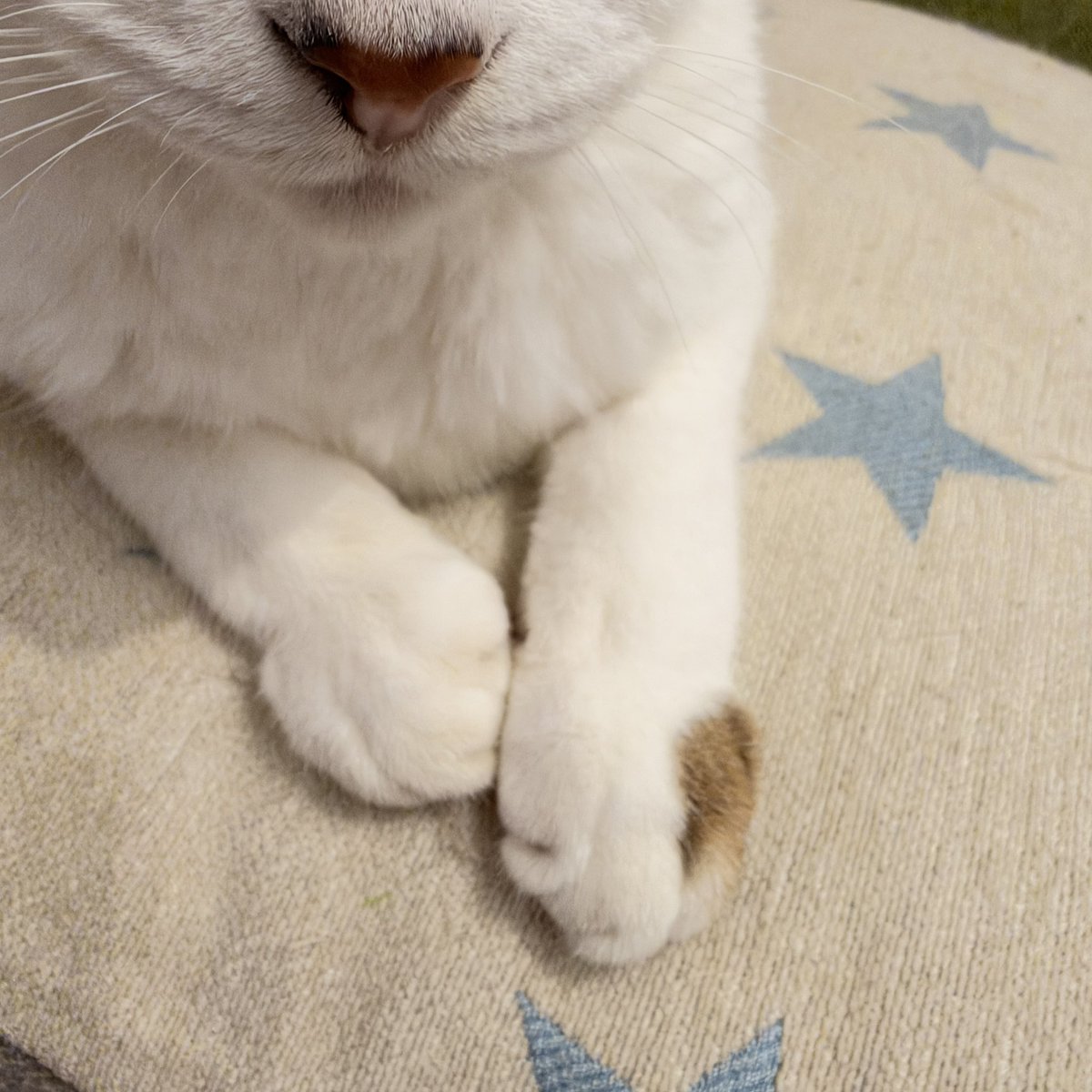 _mi_kid's tweet photo. エドの左手、ポイント茶かわいい https://t.co/tjUDbRs8NM
