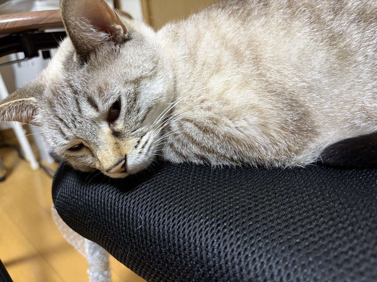 kurofune_studio's tweet photo. 眠いよねぇ
(パン🍞)

⁡#猫 
#cat
#猫社長
#猫のい���会社
#cute https://t.co/roYkBYzBbM