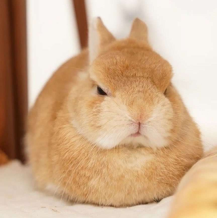 jumbofrap5398's tweet photo. I am not a happy bunny https://t.co/Ei5A2H4kuu