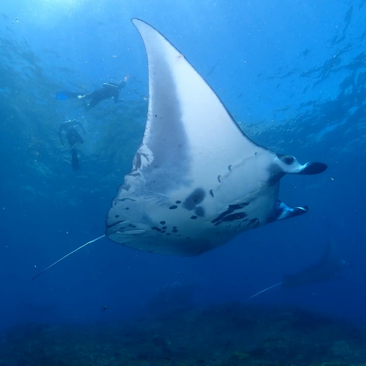 Ajay_10am's tweet photo. Dive with Manta Rays in Bali - Nico Dives Cool
https://t.co/bgEn9mhz8M

#bali
#scubadiving https://t.co/aMeSdQJyli