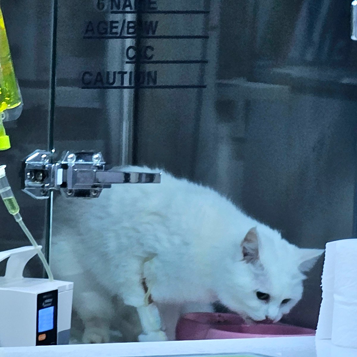 k_mino_3's tweet photo. 트위터 미신의 힘 빌려두 될까‽

흰둥이 급성 췌장염으로 입원했어요

열두살 슈퍼순딩이솜사탕
금방 회복해서 집에 돌아올수있게
우리애 복복 한번만 해주세요 https://t.co/ivt1eFOIJT