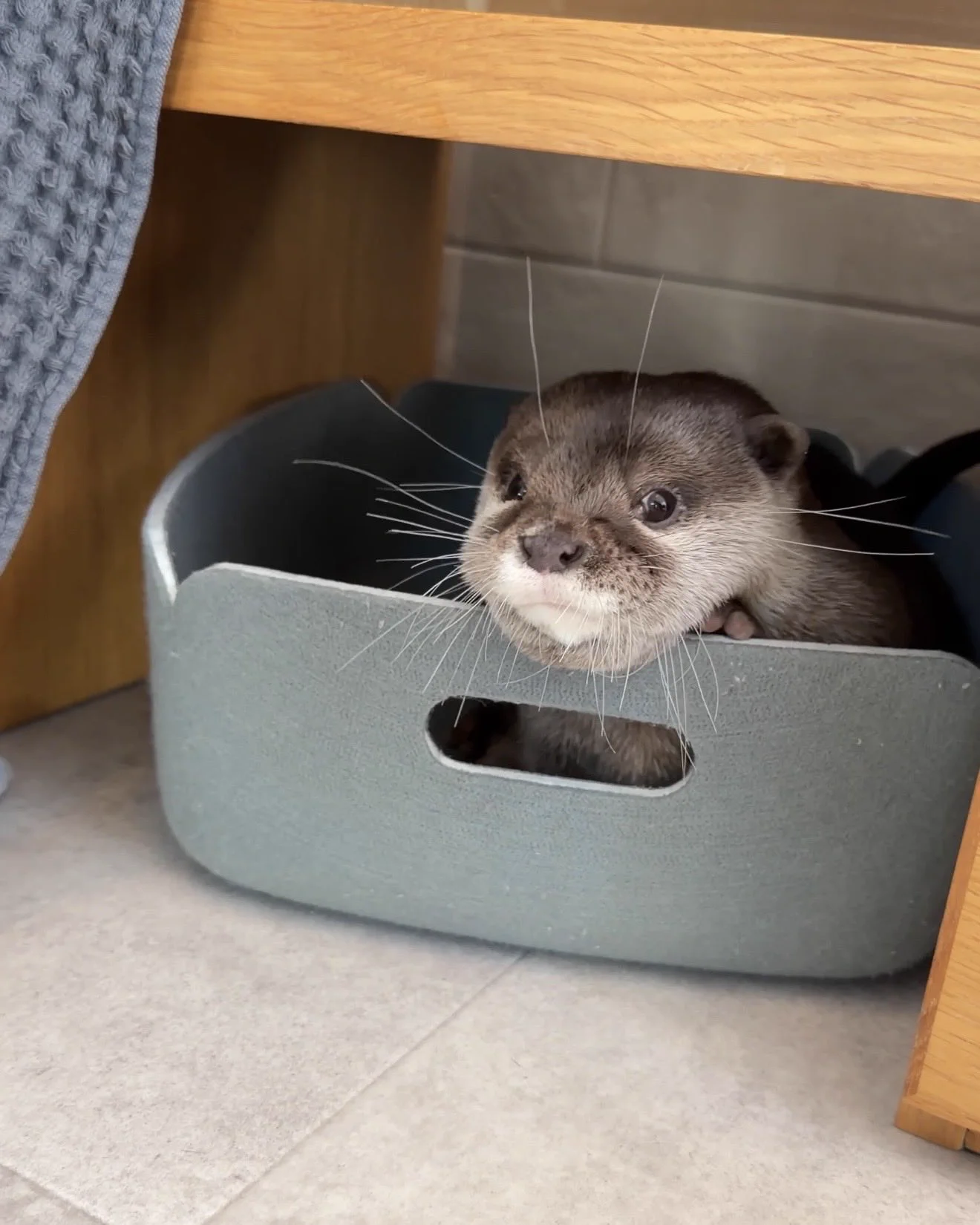 カワウソ コタロー&ハナ Otter Kotaro&Hana على X: 